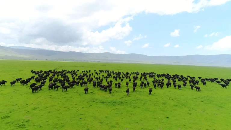 Tanzaniawildcatssafaris (4)